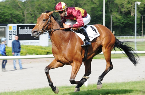 Jubilance (IRE). Foto Ole Hindby Jubilance (IRE), vinder af Tuborg Jydsk Derby 2012. Foto Ole Hindby