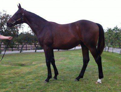 Lot 26, købt på Dansk Åringsauktion 2011. Opdrætter: Stutteri Hjortebo Lot 26, købt på Dansk Åringsauktion 2011. Opdrætter: Stutteri Hjortebo