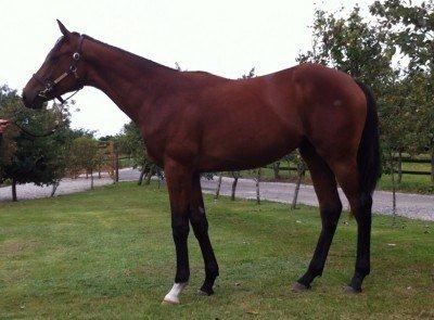 Lot 29, også fra Stutteri Hjortebo, er tilmeldt Breeders i Danmark, Norge og Sverige Lot 29, også fra Stutteri Hjortebo, er tilmeldt Breeders
i Danmark, Norge og Sverige