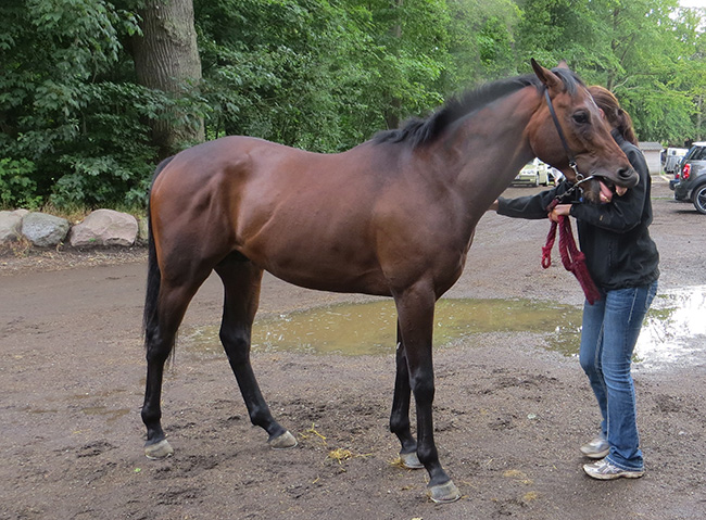 Brownie (FR) Brownie (FR)
