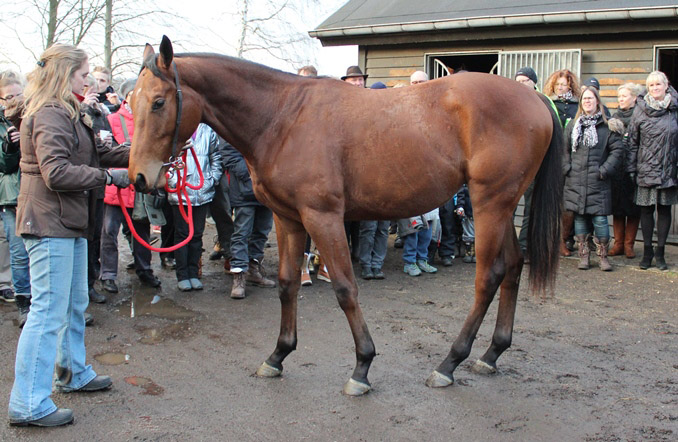 Cabanac (GB) 14. dec. 2014, stald Bent Olsen, Klampenborg Galopbane. Cabanac (GB) 14. dec. 2014, stald Bent Olsen, Klampenborg Galopbane