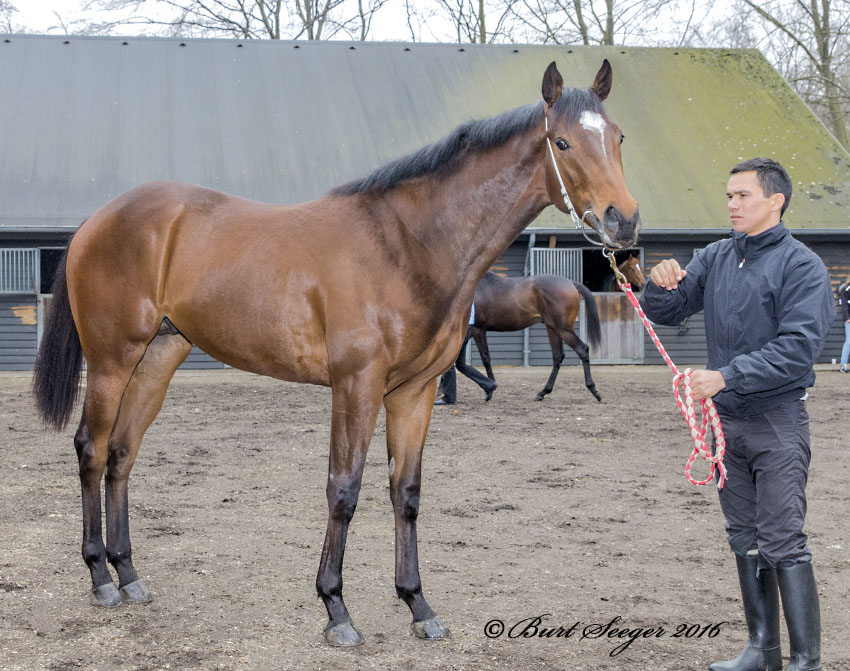 French Warrior (FR) French Warrior (FR)