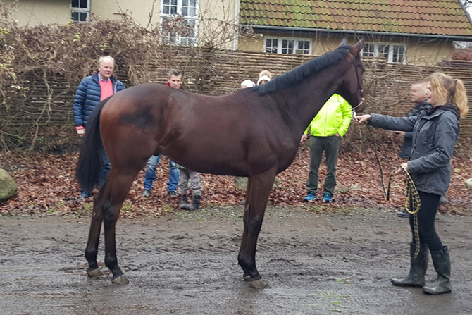 French Warrior (FR) French Warrior (FR)