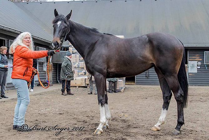 MISS RIVERDANCE (IRE) MISS RIVERDANCE (IRE)