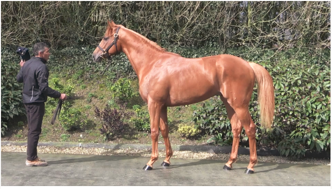 Lone Kaj-Nielsens nyerhvervelse fra Goffs breeze-up auktion 2018 Lone Kaj-Nielsens nyerhvervelse fra Goffs breeze-up auktion 2018