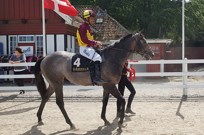 Grey Flash (USA). Foto Styles-Ok Grey Flash (USA). Foto Styles-Ok