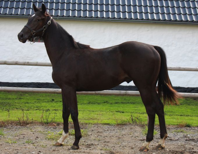 Khal Drogo (DEN), foto 2018 Khal Drogo (DEN), foto 2018