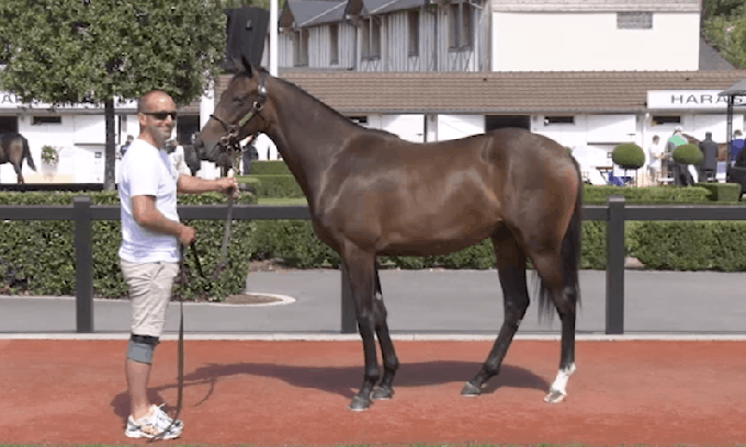 Lone Kaj-Nielsens smukke nyerhvervelse, en hoppeåring efter Galileo (IRE) og ud af Hoh My Darling (GB), købt på Arqanas August Yearling Sale, 2019. Foto Arqana Lone Kaj-Nielsens smukke nyerhvervelse, en hoppeåring efter Galileo (IRE) og ud af Hoh My Darling (GB),
købt på Arqanas August Yearling Sale, 2019. Foto Arqana