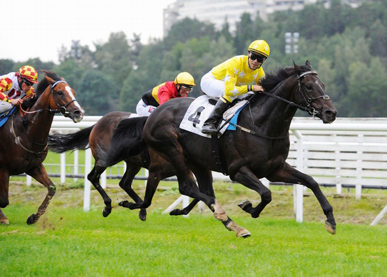 Dingle View (Ire), i midten af billedet, delvis skjult af vinderen Giant Sandman (Ire), blev
indhentet på de sidste meter.
Foto: Stefan Olsson / Svensk Galopp Dingle View (Ire), i midten af billedet, delvis skjult af vinderen Giant Sandman (Ire), blev
indhentet på de sidste meter.
Foto: Stefan Olsson / Svensk Galopp