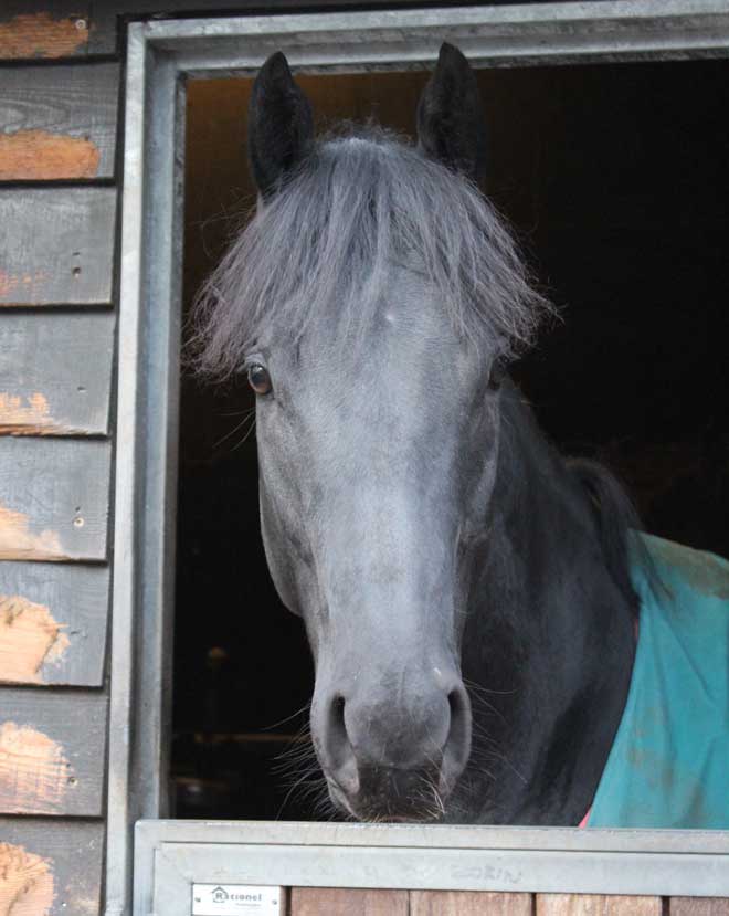 Smartinblack tog imod ved det årlige julearrangement hos Stald Bent Olsen. Foto Kirstine Louise Juncher Smartinblack tog imod ved det årlige julearrangement hos Stald Bent Olsen. Foto Kirstine Louise Juncher