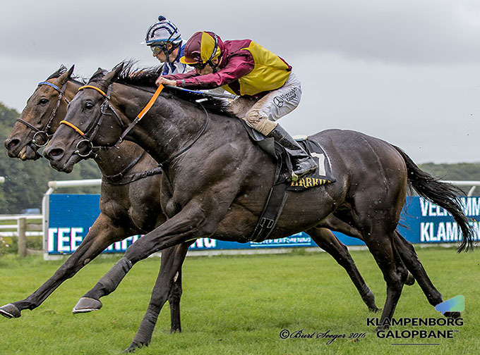 Mægtige Falconet, uvant med løb på 1400m, viste sig
at være bedst i Klampenborg Hesteejerforenings Racing Bowl Hill over 1400m. Foto Burt Seeger Mægtige Falconet, uvant med løb på 1400m, viste sig
at være bedst i Klampenborg Hesteejerforenings Racing Bowl Hill over 1400m. Foto Burt Seeger