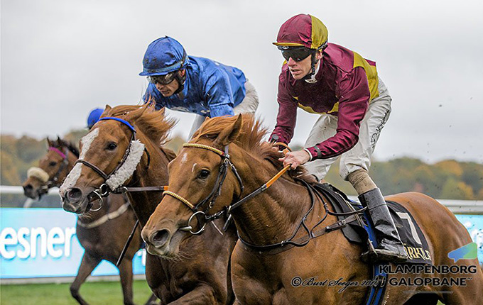 2-årige Mont Rose på vej mod sin tredje sejr. Igen med sin faste jockey Jacob Johansen. Sejren blev opnået i Produce Stakes på Klampenborg Galopbane lørdag den 22. okt. 2016. Foto Burt Seeger 2-årige Mont Rose på vej mod sin tredje sejr. Igen med sin faste jockey Jacob Johansen. Sejren blev opnået i Produce Stakes på Klampenborg Galopbane lørdag den 22. okt. 2016. Foto Burt Seeger