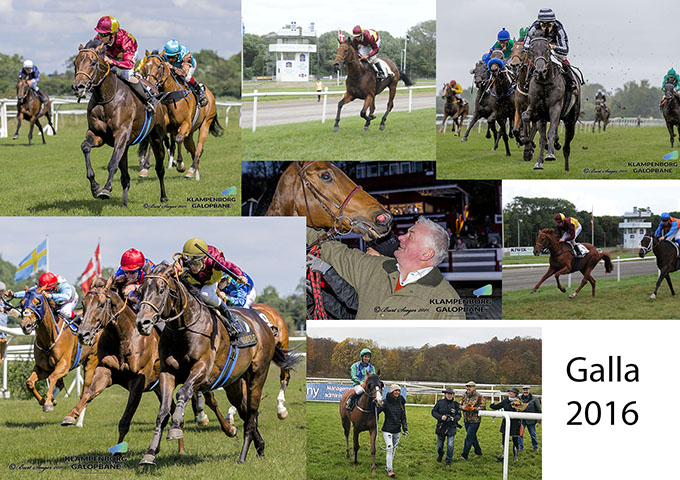 Nominerede ved Hestesportens Galla 2016, 2-årige Mont Rose; 3-årige Cabanac, Elektra Art;
Ældre heste Brownie, Falconet; træner Bent Olsen og jockey Marcos Robaldo Nominerede ved Hestesportens Galla 2016, 2-årige Mont Rose; 3-årige Cabanac, Elektra Art;
Ældre heste Brownie, Falconet; træner Bent Olsen og jockey Marcos Robaldo