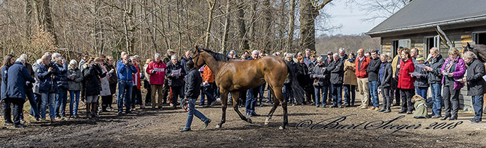 Staldrundgang 2018 hos Bent Olsen. Foto Burt Seeger Staldrundgang 2018 hos Bent Olsen. Foto Burt Seeger
