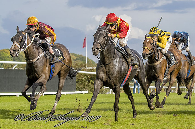 Meringue (IRE) og jockey Carlos Lopez på vej mod sejr i Fabella Løb, 28. sep., Klampenborg. Foto Burt Seeger Meringue (IRE) og jockey Carlos Lopez på vej
mod sejr i Fabella Løb, 28. sep., Klampenborg. Foto Burt Seeger