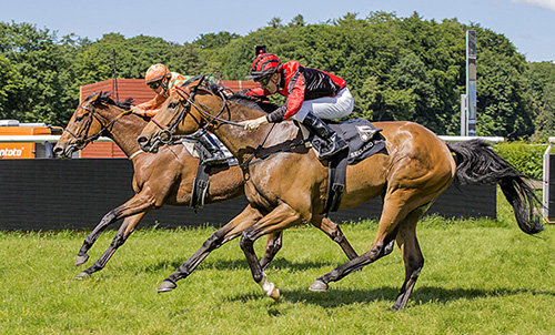 Call Of Duty, Dansk Breeders Cup, Klampenborg 14. juni 2014. Foto Burt Seeger