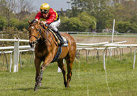 Hoku (IRE)