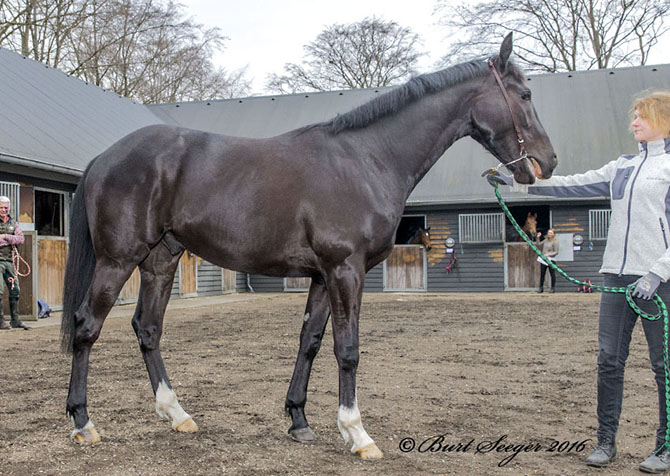 Hongkong Honcho (GB)