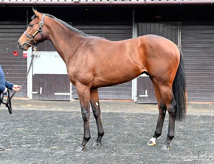 Hingst, født 2021 efter Advertise (Showcasing), lot 173, købt
	af Bent Olsen. Foto Goffs