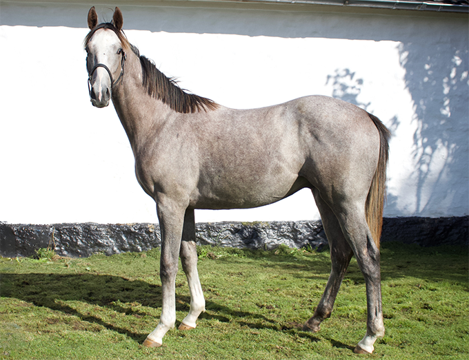 Grey Eminence (DEN), DK Lot 107 22/9 2023. Foto Berner Olsen