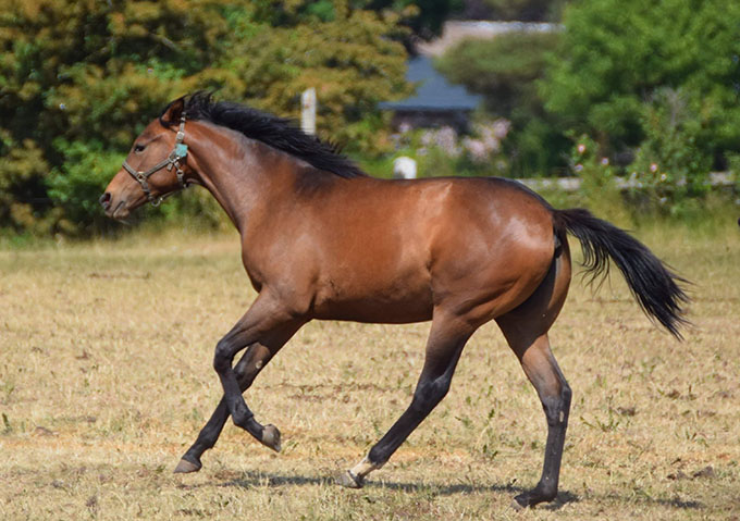 Kis Me Again (DEN), en sommerdag 2023 på Stutteri Hjortebo. DK Lot 97, 22/9-23