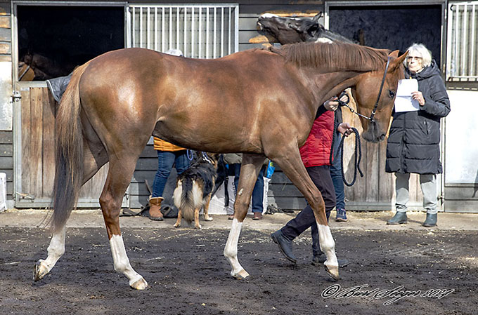 Red Rock (SWE). Foto Burt Seeger