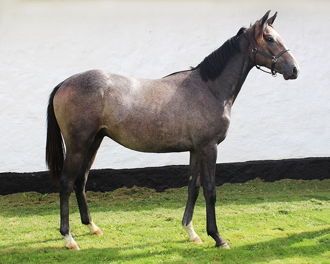Noble Grey (DEN)