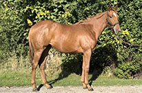 Princess Meydan (DEN)