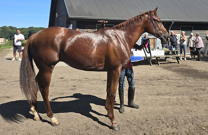 2-årige Serve To Lead (DEN) ses her efter opvisning på banen til ære for sine anpartshavere. Foto Stald Bent Olsen