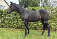 Goodmorningmoo (SWE)