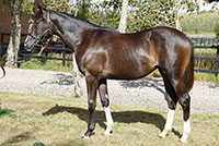 NN (DEN) u.a. Miss Riverdance