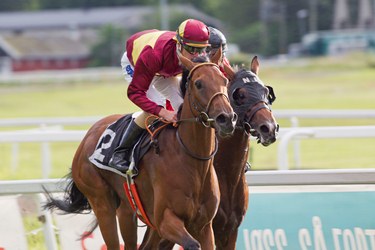 Jubilance (IRE) sejrer for fjerde gang i 3-års sæsonen. Her på Øvrevoll Jubilance (IRE) sejrer for fjerde gang i 3-års sæsonen. Her på Øvrevoll