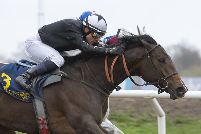 Send Me An Angel med jockey Carlos Lopez ses her med et hestehoved foran Plata O Plomo på Jägersro Galoppbane søndag den 27. nov. Foto Stefan Olsson Svensk Galopp