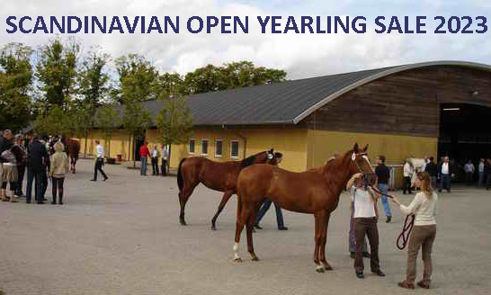 Scandinavian Open Yearling Sale 2023