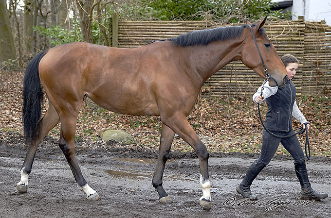 En af Lone Kaj-Nielsens fine heste var først på 'catwalken', en 2-årig hoppe American Queen (SWE)
	efter Cracksman / Frankel og ud af America Mon Amie / All American. Foto: Burt Seeger