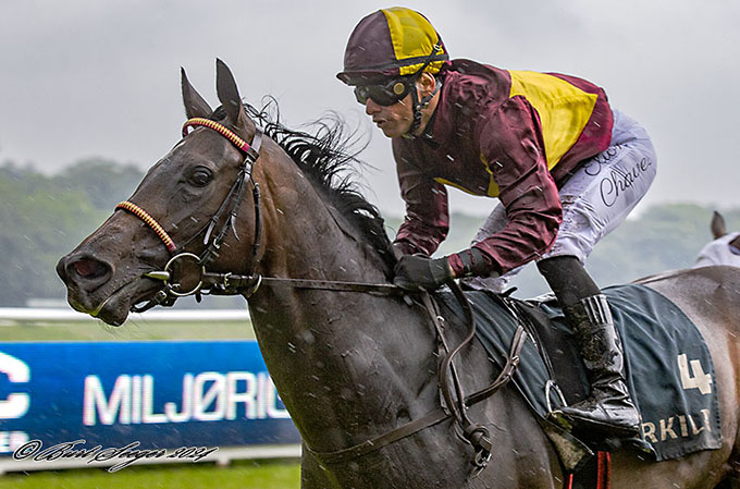 4-årige Amicone (IRE) med jockey Elione Chaves sejrer på Klampenborg, lørdag den 15. juni 2024. Foto Burt Seeger