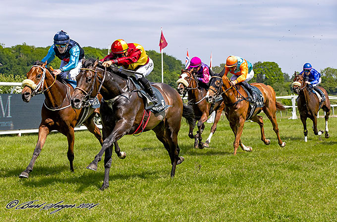 Brigadier, ejet af Lone Kaj-Nielsen, levede op til favoritværdigheden til at vinde Dansk 2000 Guineas 2024, redet af jockey Elione Chaves, lørdag den 25. maj 2024. Foto Burt Seeger