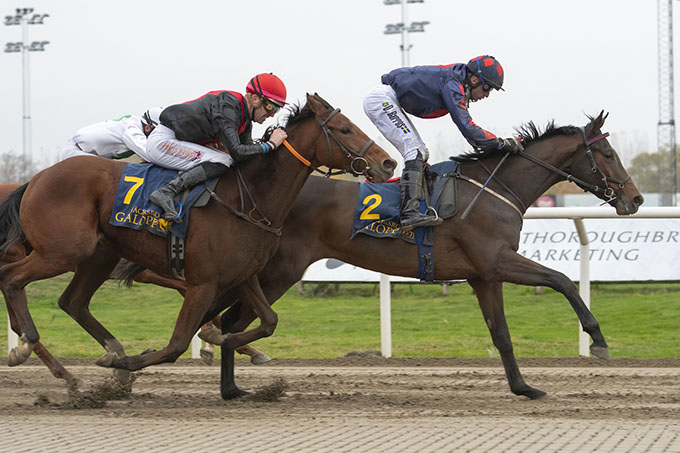 Diplomatico med jockey Nicolaj Stott opnår en fin andenplads i Svenskt Kriterium, søndag den 10. november 2024. Foto Stefan Olsson, Svensk Galopp