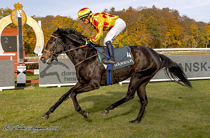 Her ses First (DEN) med jockey Carlos Lopez i ensom majestæt foran målstregen, lørdag den 2. november 2024. Foto Burt Seeger