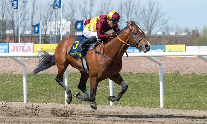 Geoffrey (GB), ejet af Lone Kaj-Nielsen, i sit
	super es på Jägersro Galopbanes grus/dirtbane med Carlos Lopez på ryggen, 28. april 2024. Foto  Stefan Olsson / Svensk Galopp