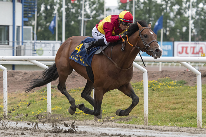 Lone Kaj-Nielsens Geoffrey (GB) med ny sejr på Jägersro Galoppbane, redet af jockey Carlos Lopez, 30. juni 2024. Foto Stefan Olsson