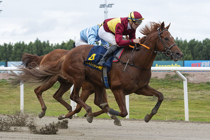 3-årige Great Wish (IRE), ejet af Lone Kaj-Nielsen, ses her med jockey Oliver Wilson kort før hingsten som den første krydser målstregen på Jägersro. Foto Stefan Olsson / Svensk Galopp