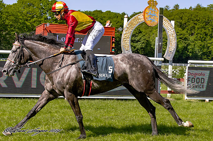 4-årige smukke Harlekin (FR), ejet af Lone Kaj-Nielsen, på vej mod sin anden sejr, redet af jockey Elione Chaves. Foto Burt Seeger