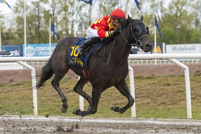 King Of (IRE) med jockey Elione Chaves på vej mod sejr på Jägersro Galoppbane, onsdag 11. sep. 2024. Foto Stefan Olsson / Svensk Galopp