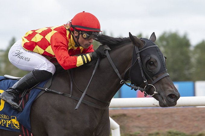 Close-up af 4-årige King Of (IRE) med jockey Elione Chaves før sejr på Jägersro Galoppbane, 11. sep. 2024. Foto Stefan Olsson / Svensk Galopp