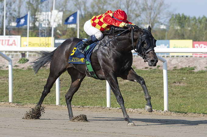 King Of (IRE) med jockey Carlos Lopez på vej
	mod en seks længders sejr på Jägersro 22/9 2024. Foto Stefan Olsson, Svensk Galopp