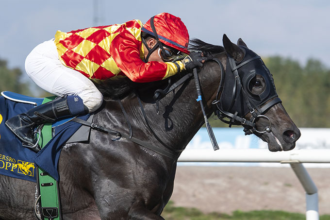 King Of med Carlos Lopez, søndag den 22. sep. 2024. Foto Stefan Olsson, Svensk Galopp 