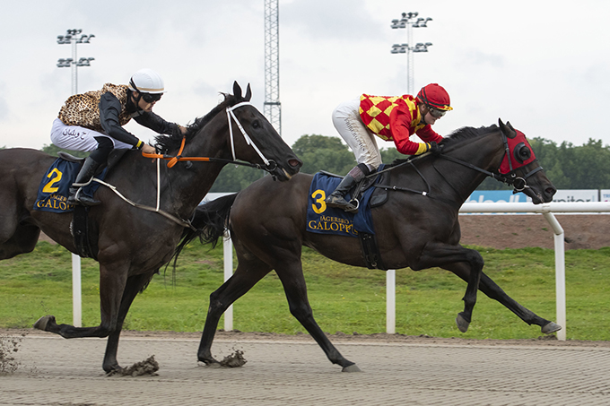 King Of (IRE) blev redet til sejr på Jägersro Galoppbane af Rebecca Stålhandske. Foto Stefan Olsson / Svensk Galopp.