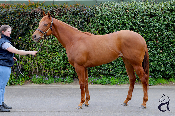 Lone Kaj-Nielsens nyerhvervelse, en 2-årig hoppe, købt på Goffs Breeze-Up i Doncaster 23 april. Foto Goffs