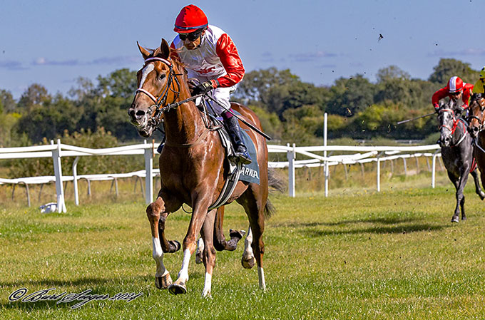 2-årige Red Rock, ejet af Stald Klampenborg, på sikker sejrskurs, lørdag den 14. sep. 2024. Foto Burt Seeger